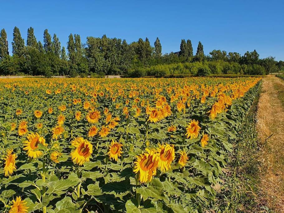 L'Ardeche En Provence Avec Jardin Ombrage Villa Pont-Saint-Esprit Exteriör bild